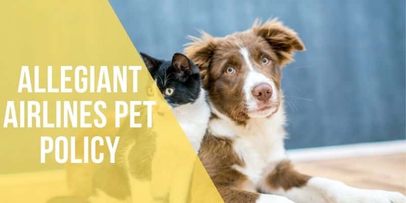 Allegiant Airlines Pet Policy