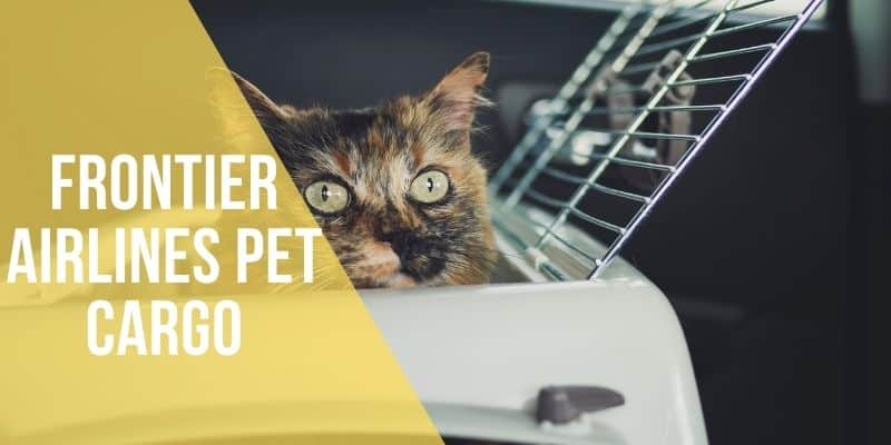 Frontier Airlines Pet Cargo