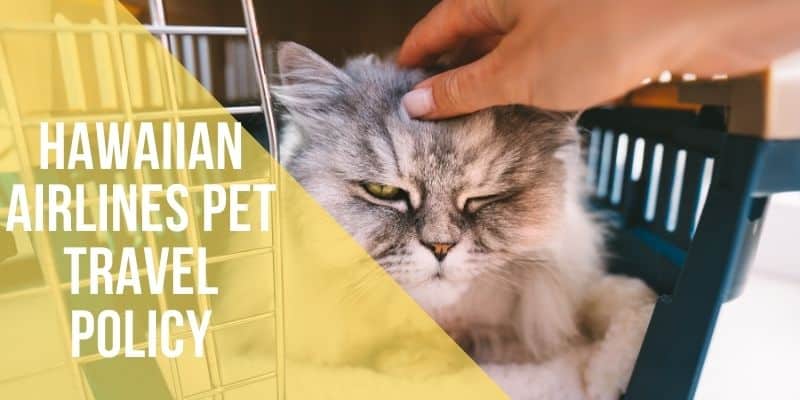 Hawaiian Airlines Pet Travel