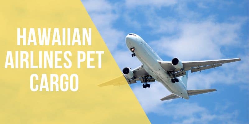 Hawaiian airlines pet cargo