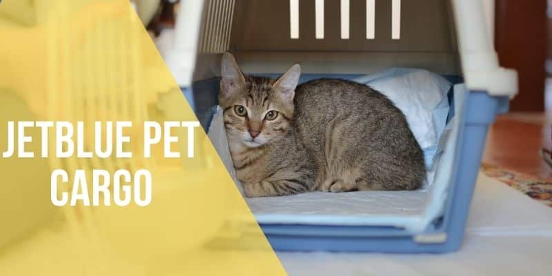 JetBlue Pet Cargo