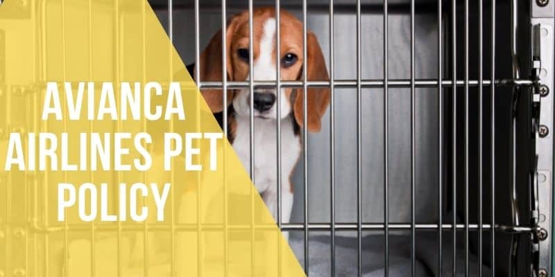 avianca airlines pet policy