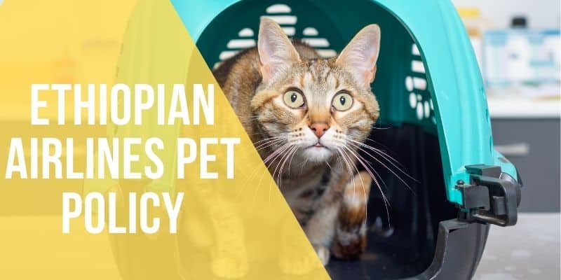 ethiopian airlines pet policy