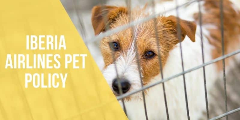 iberia airlines pet policy