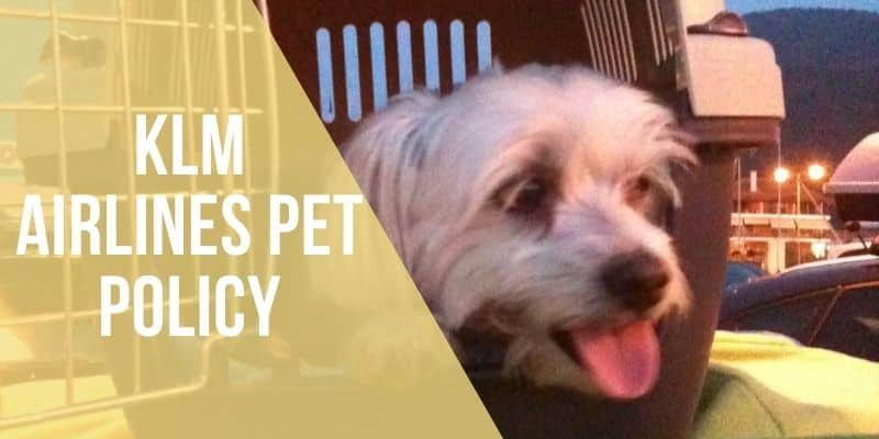 klm airlines pet policy