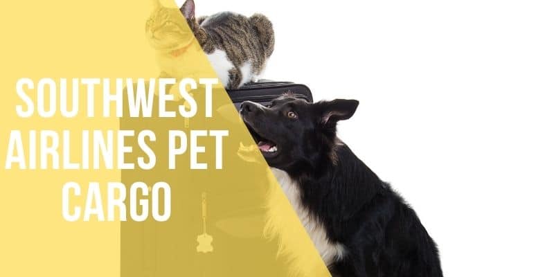 southwest airlines pet cargo