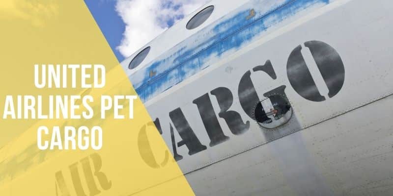 united airlines pet cargo