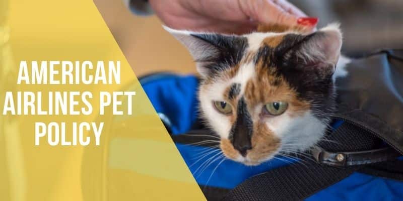 american airlines pet policy