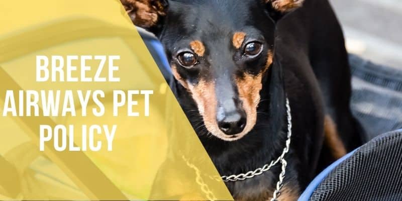 breeze airways pet policy