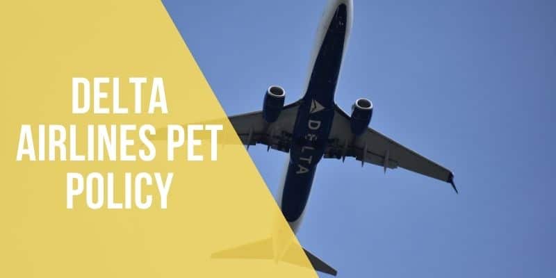 delta airlines pet policy