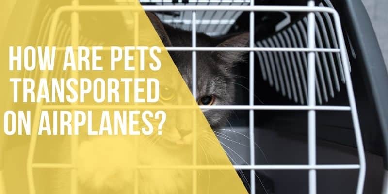 how are pets transported on airplanes