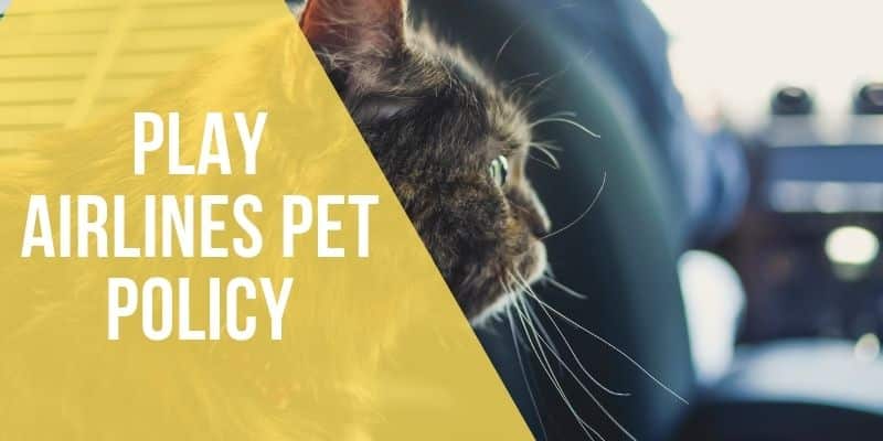 play airlines pet policy