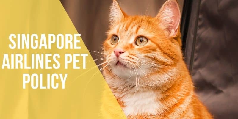 singapore airlines pet policy