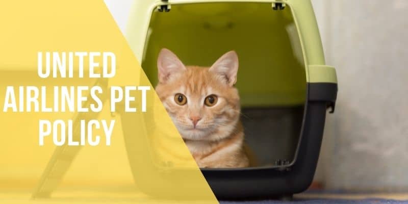 united airlines pet policy