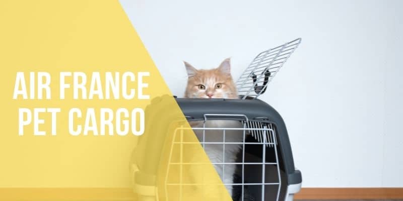 air france pet cargo