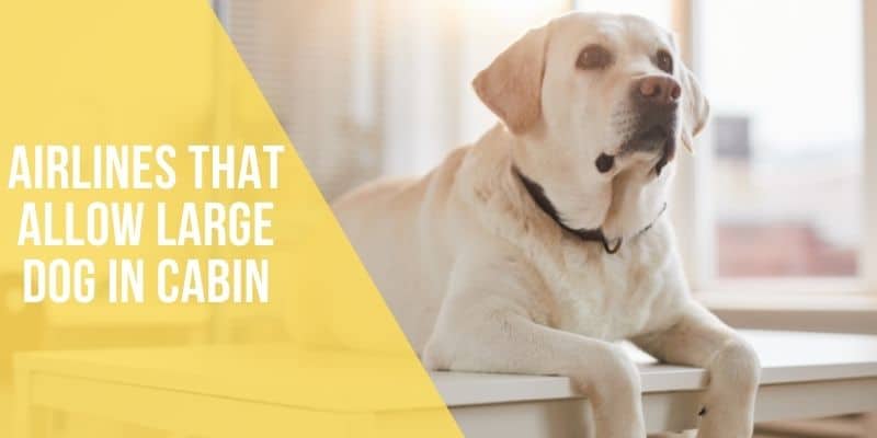 airlines that allow large dogs in cabin