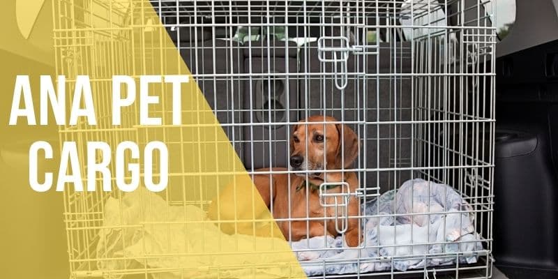 ana pet cargo