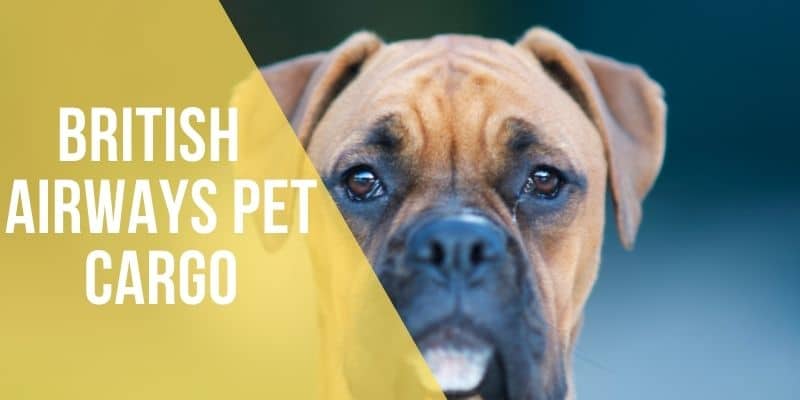 british airways pet cargo