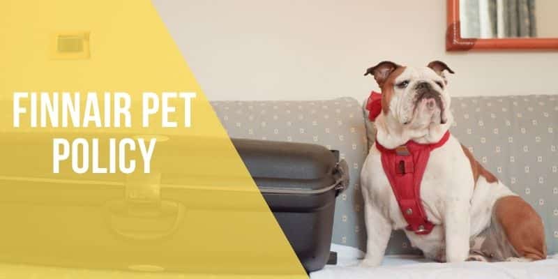finnair pet policy