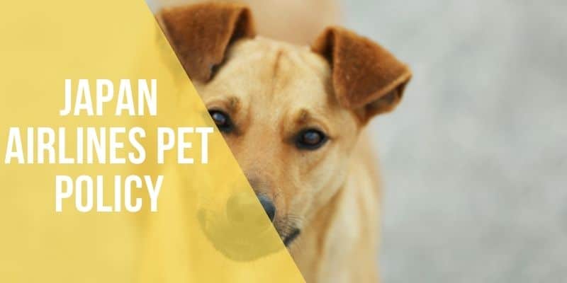 japan airlines pet policy