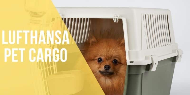 lufthansa pet cargo
