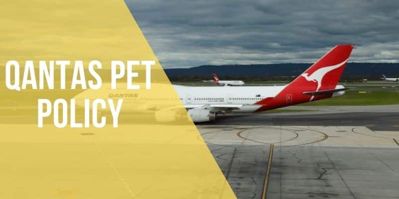 qantas pet policy