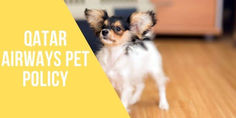 qatar airways pet policy