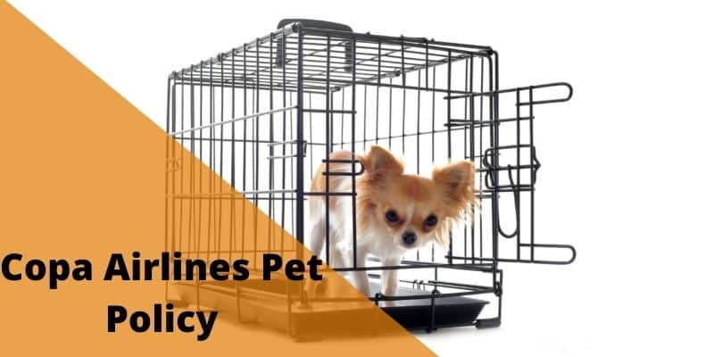 Copa Airlines Pet Policy