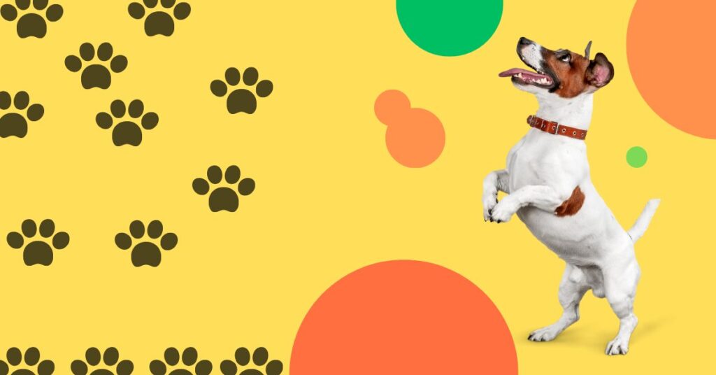 Hainan Airlines Pet Policy
