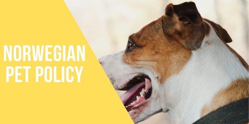 norwegian pet policy