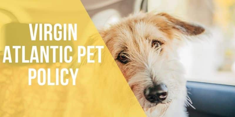 virgin atlantic pet policy