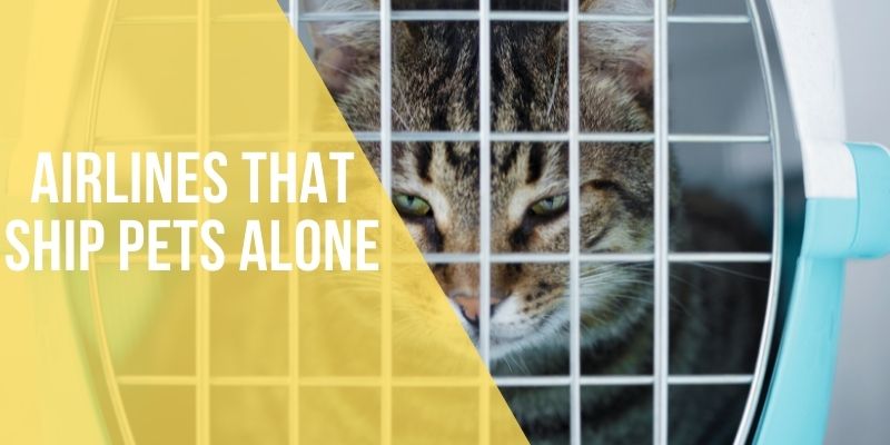 airlines that ship pets alone
