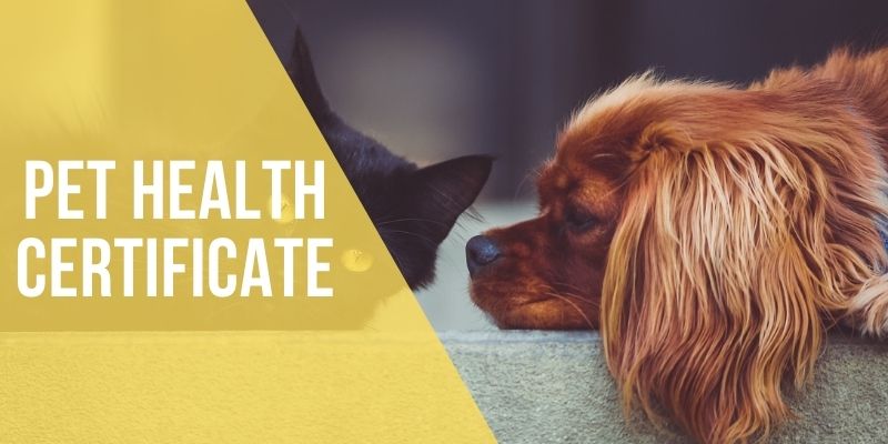 pet health certificate