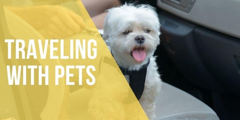 traveling with pets