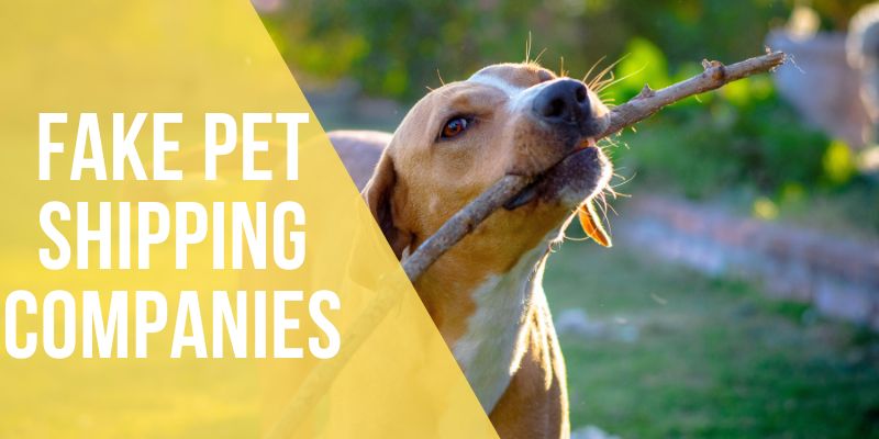 fake pet shipping companies