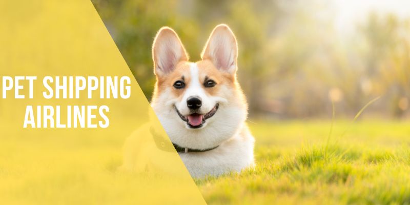 pet shipping airlines