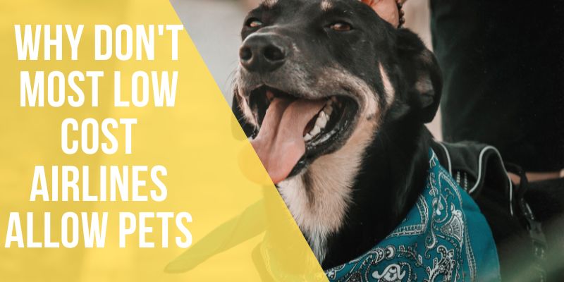why don't most low cost airlines allow pets