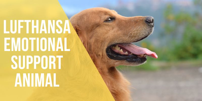 Lufthansa emotional support animal