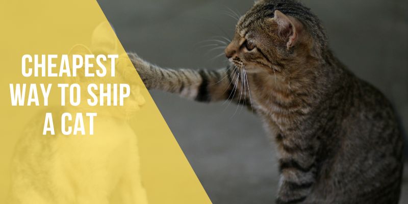 cheapest way to ship a cat