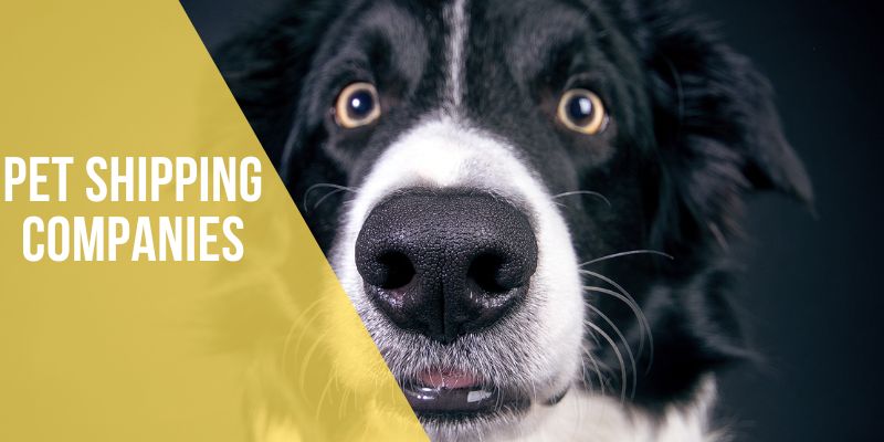 pet shipping companies