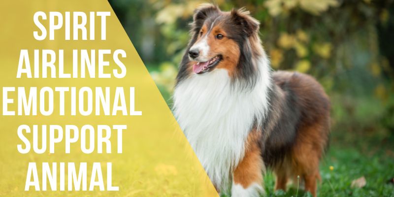 spirit airlines emotional support animal