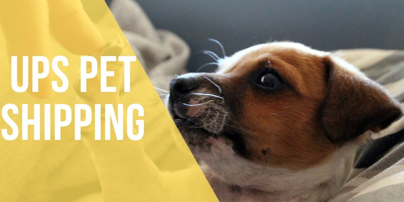 ups pet shipping