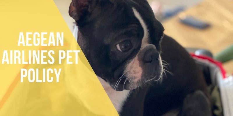 aegean airlines pet policy