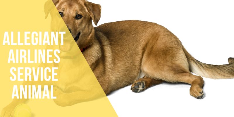 allegiant airlines service animal
