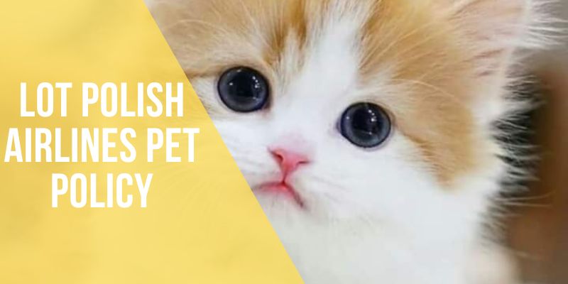 lot polish airlines pet policy