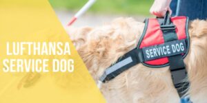 lufthansa service dog