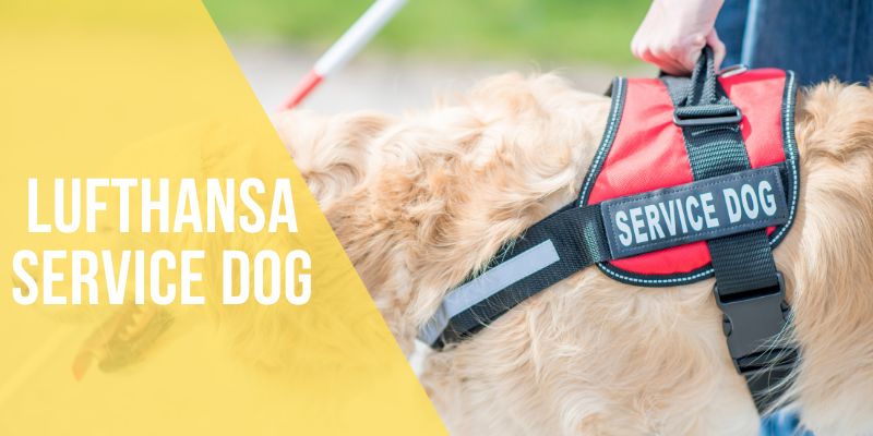 lufthansa service dog