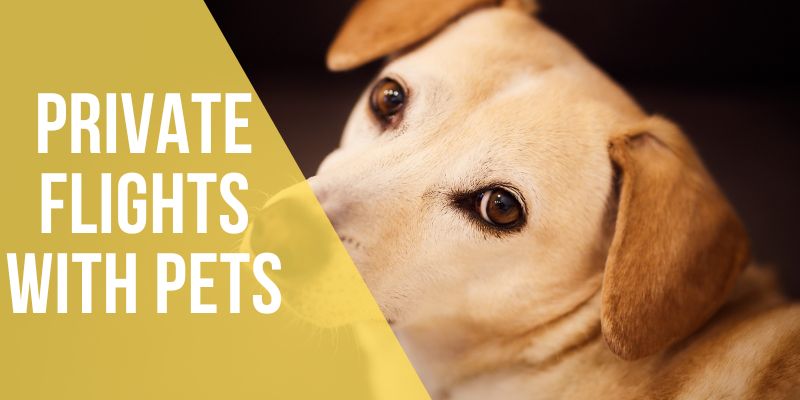 private flights with pets