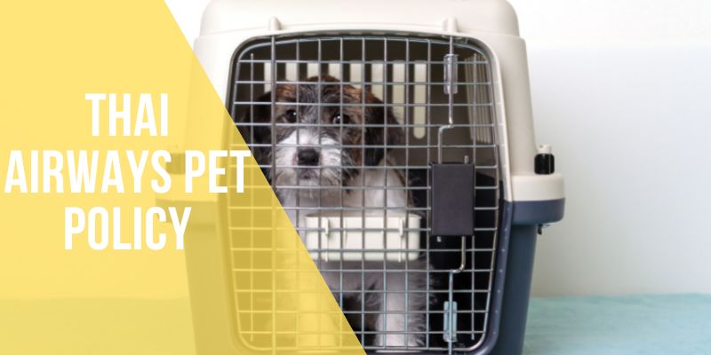 thai airways pet policy