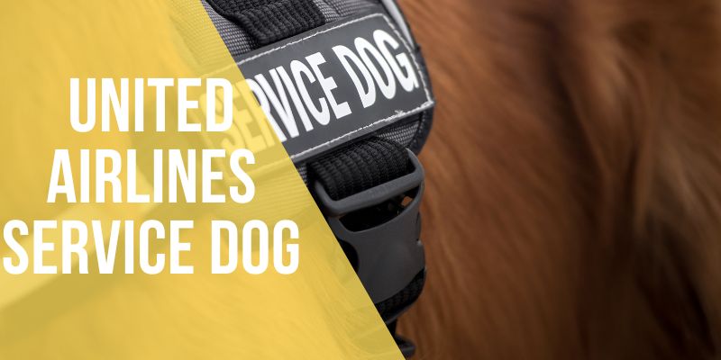united airlines service dog
